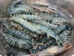 Bảo quản tôm sống và cách sơ chế tôm giòn sật khi chế biết
