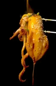 Mực ống sốt ớt – Nghi Kitchen