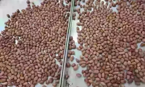 Đậu phộng muối mè ăn xôi, ăn cơm – Nguyen Thuy Nhu