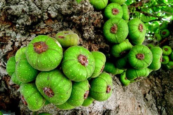 Trà nấm tuyết vả tây - Trà thực dưỡng - Hong Tran