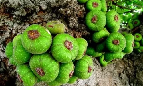 Trà nấm tuyết vả tây – Trà thực dưỡng – Hong Tran